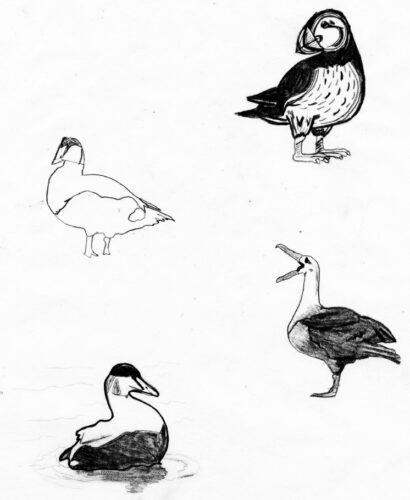 Sketches of seabirds